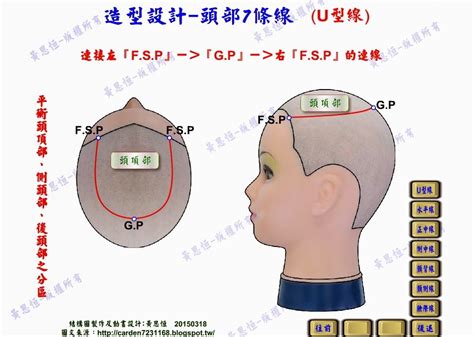 頭部七條基準線中，側頭線是|修剪基礎：頭部點與線